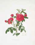 Rosa centifolia