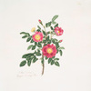 Rosa carolina
