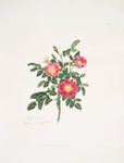 Rosa carolina