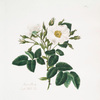 Rosa alba