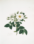 Rosa alba