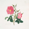 Rosa damascena