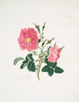 Rosa damascena