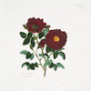 Rosa centifolia