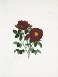 Rosa centifolia