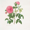 Rosa centifolia