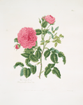 Rosa centifolia