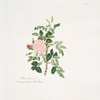 Rosa rubiginosa