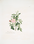 Rosa rubiginosa
