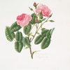 Rosa provincialis