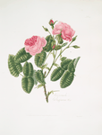 Rosa provincialis