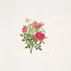 Rosa centifolia