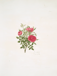 Rosa centifolia