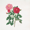 Rosa centifolia