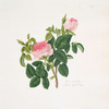 Rosa centifolia
