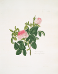 Rosa centifolia
