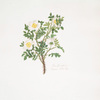Rosa spinosissima