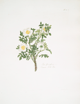 Rosa spinosissima