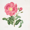 Rosa gallica