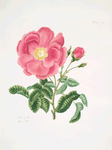Rosa gallica