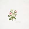 Rosa provincialis or Rose de Pompon.