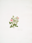 Rosa provincialis or Rose de Pompon.