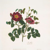 Rosa centifolia