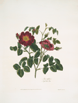 Rosa centifolia