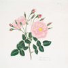 Rosa damascena