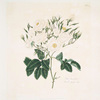 Rosa moschata
