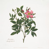 Rosa cardina
