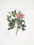 Rosa cardina