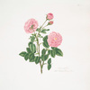 Rosa centifolia