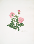 Rosa centifolia