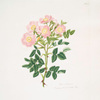 Rosa indigossa
