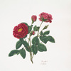 Rosa gallica
