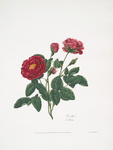 Rosa gallica