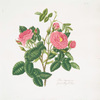 Rosa damascena