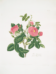 Rosa damascena