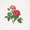 Rosa centifolia