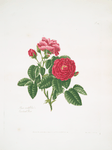 Rosa centifolia