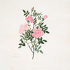 Rosa canina