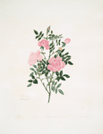 Rosa canina
