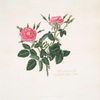 Rosa rubiginosa