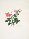 Rosa rubiginosa