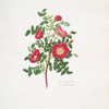 Rosa spinosissima