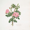 Rosa spinosissima
