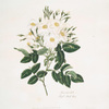 Rosa moschata