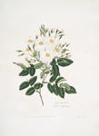 Rosa moschata