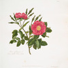 Rosa rubiginosa